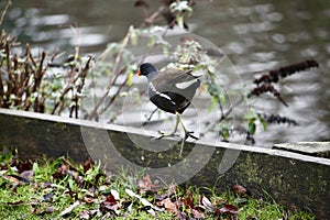 Moorhen walking on a riverbank