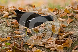 The Moorhen & x28;Gallinula chloropus & x28;Linnaeus, 1758& x29;& x29; is a bird of the Rallidae family photo