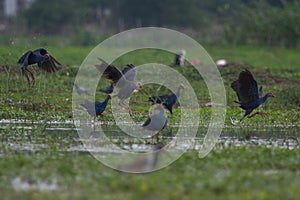 Moorhens