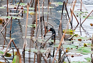 moorhens foraging in the pond