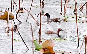 moorhens foraging in the pond