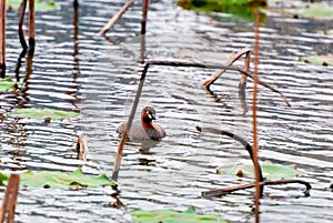 moorhens foraging in the pond