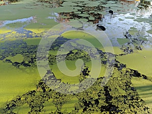 Moorhens swimming in duckweed photo