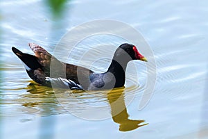 MoorhenSwimming on Water Gallinula chloropus Common Moorhen