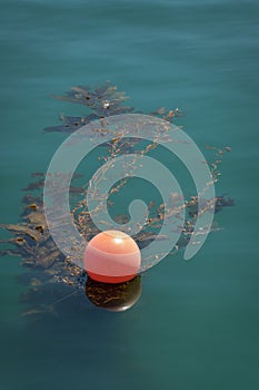 A mooring buoy catches kelp in the bay