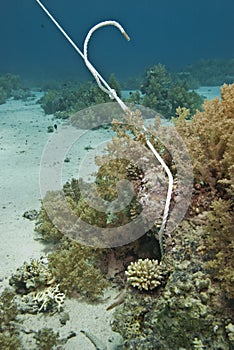 Mooring line tied on to coral reef.