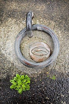 Mooring ring and green plant on concrete