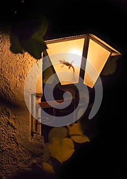 Moorish Gecko at night garden lantern