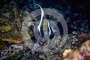 Moorish idol