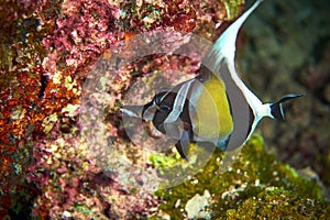 Moorish idol