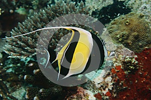 Moorish Idol