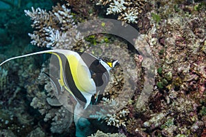 Moorish Idol