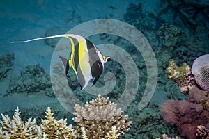 Moorish Idol