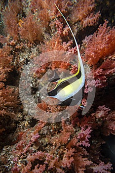 Moorish idol angel fish while diving indonesia