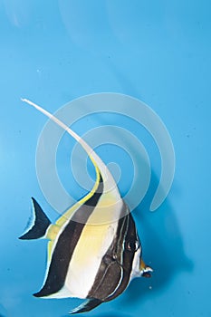 Moorish Idol in Aquarium