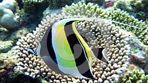 Moorish idol, Athuruga, Maldives