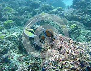 A Moorish Idol in Banderas Bay, Mexico