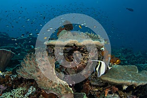 Moorish Idol on beautiful coral reef in Raja Ampat, Indonesia