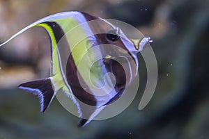 Moorish idol close up is swimming in the ocean with bokeh effect and blurry background with underwater flora and fauna. Side view