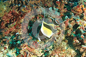 Moorish idol feeding on coral reef