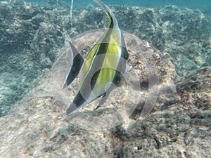 Moorish Idol fish