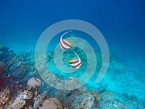 Moorish idol fish