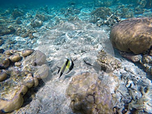 Moorish idol fish