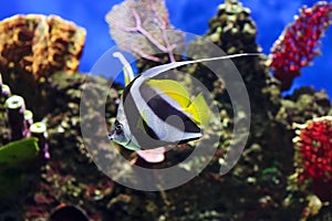 Moorish idol fish