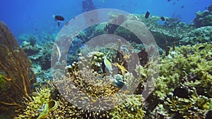 Moorish idol fish on coral reef in png