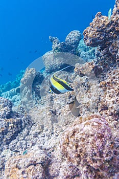 Moorish idol fish in shallow water, Maldives