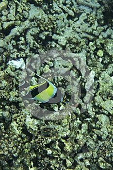 A moorish idol fish swimming