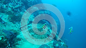 moorish idol fish swimming over the coral, Gulf of Thailand