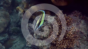 Moorish Idol Fish swimming over tropical reef in Andaman Sea in Thailand