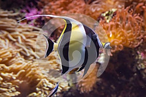 Moorish Idol fish swimming in the reef