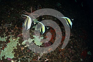 Moorish Idol fish in a tropical coral reef of Andaman sea