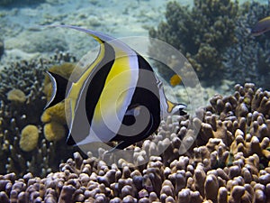 Moorish idol Menjangan Island