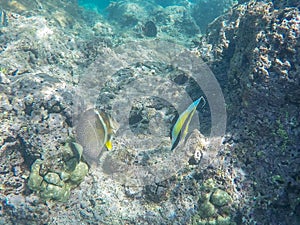 Moorish idol and other reef fish swim at hanauma bay