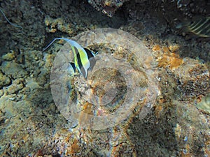 Moorish Idol in the Pacific Ocean