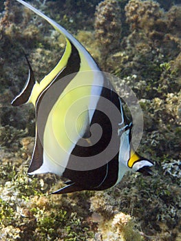 Moorish Idol from Polynesia photo