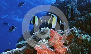 Moorish Idol Reef photo