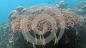 Moorish Idol school fish on coral reef underwater