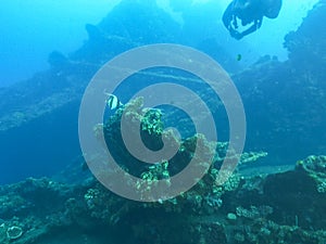 Moorish idol and a scuba diver at the wreck of the liberty in tulamben bali