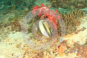 Moorish idol swimming on coral reef