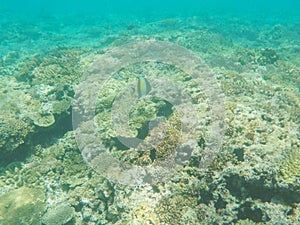 Moorish idol swimming on the great barrier reef at heron island