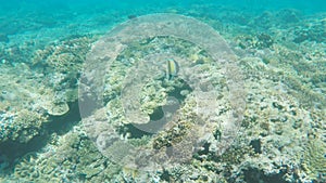 Moorish idol swimming on the great barrier reef at heron island