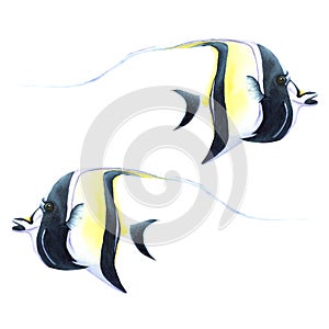 Moorish idol tropical coral reef fish. Watercolor illustration isolated on white background