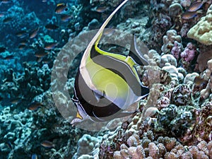 Moorish idol,Zanclus cornutus