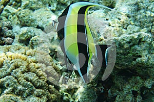 Moorish idol Zanclus cornutus