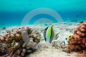 Moorish idol( Zanclus cornutus)