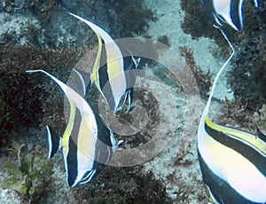 Moorish Idol Zanclus cornutus in Baja California